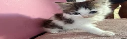 Mixed Breed cats for sale: Beautiful 9 week old kittens  - Advert 2