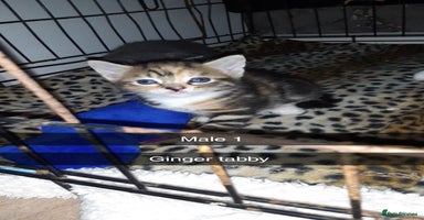 British Shorthair cats - Advert 11