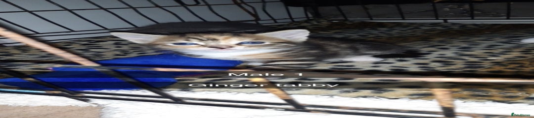 British Shorthair Kitten 4