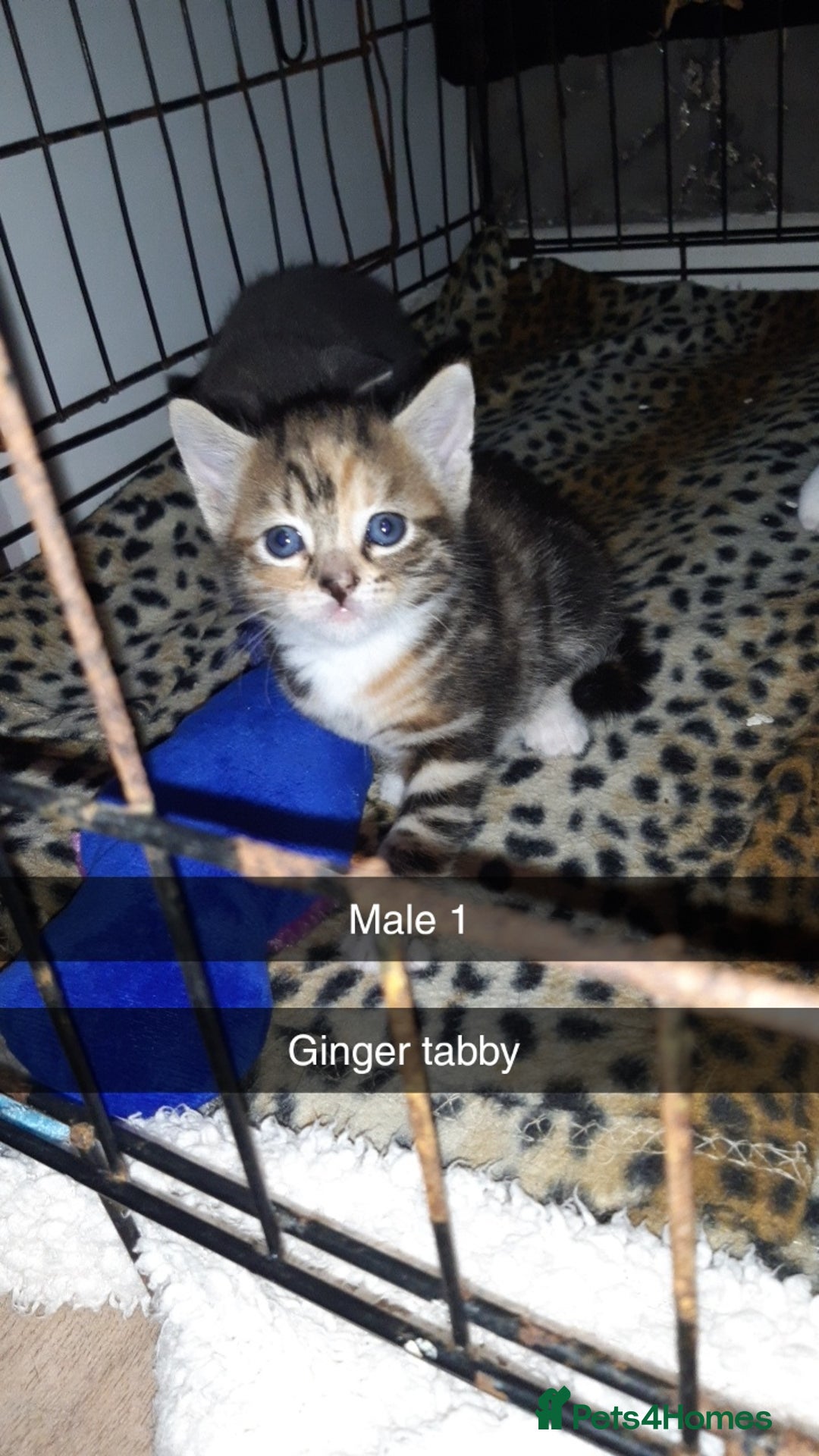 British Shorthair cats for sale: Beautiful litter of kittens  - Image 2