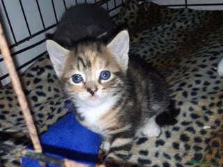 British Shorthair cats - Advert 29