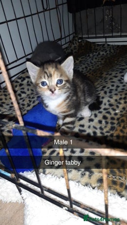 British Shorthair cats - Advert 2