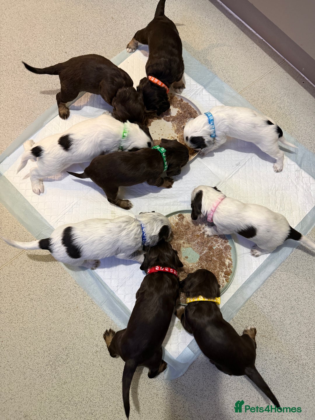 Sprocker dogs for sale: Sprocker puppies - Image 29