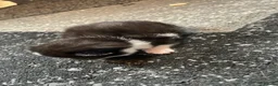Mixed Breed cats for sale: 4 kittens for sale  in Alfreton - Advert 7