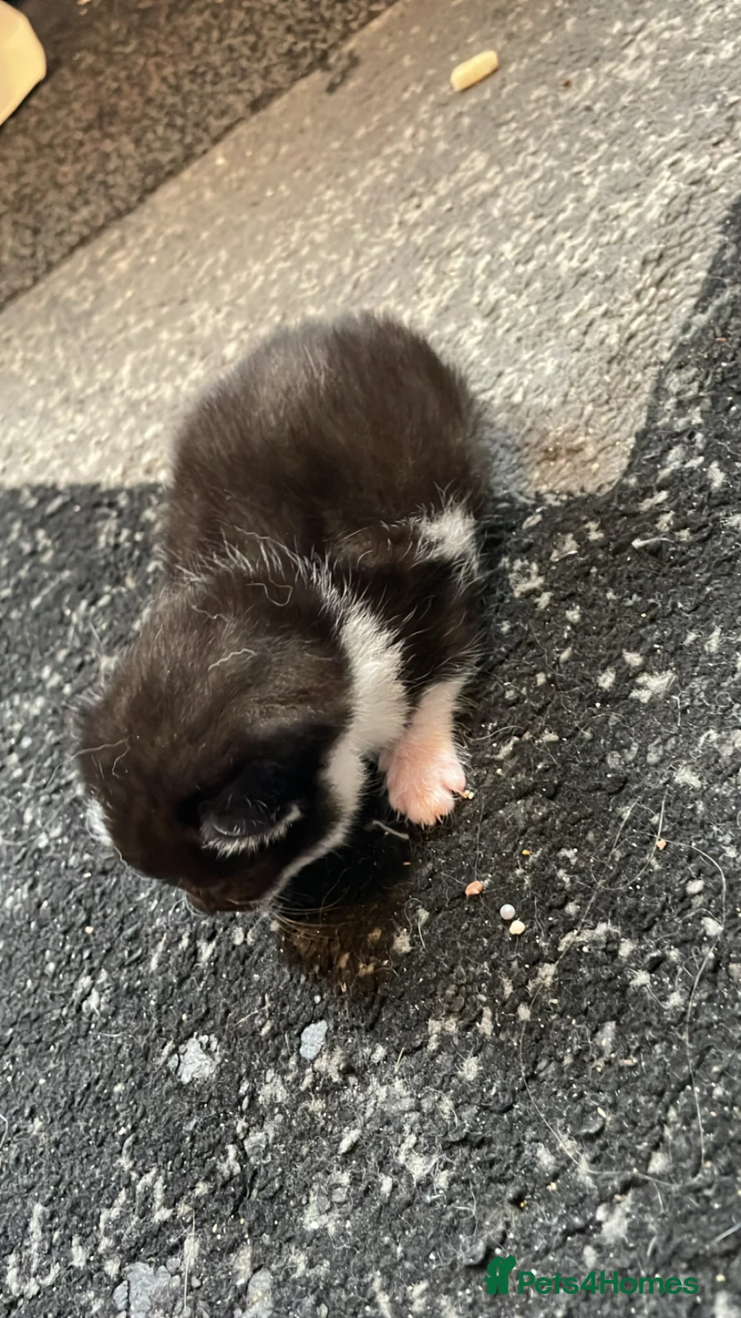 Mixed Breed cats for sale: 4 kittens for sale  in Alfreton - Advert 7