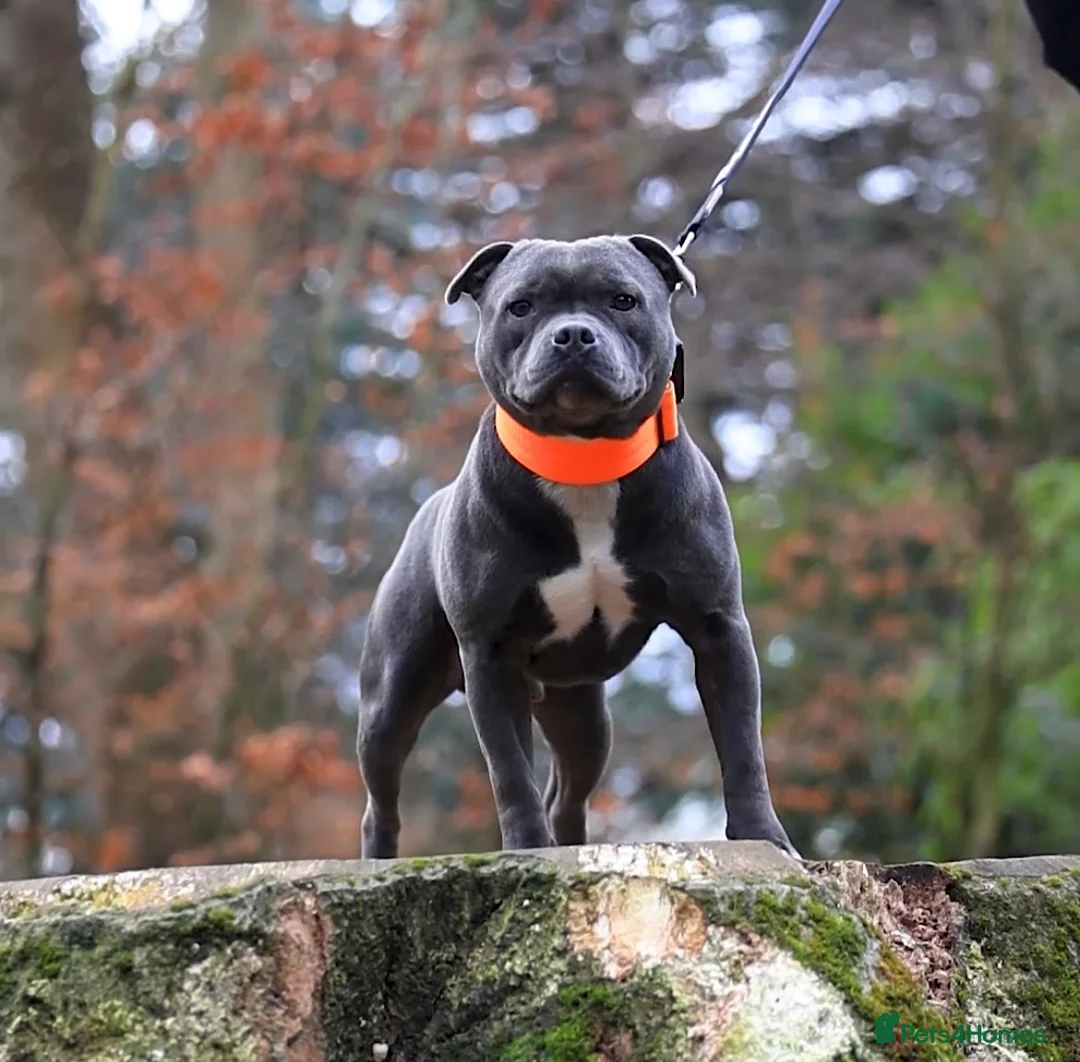 Staffordshire Bull Terrier dogs for stud: NARCOS! THE U.K’s FINEST STAFFY AVAILABLE NOW! in Nottingham - Advert 18