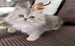 Persian cats for sale: 4 cuddly, petite Persian girls💗 - Image 20
