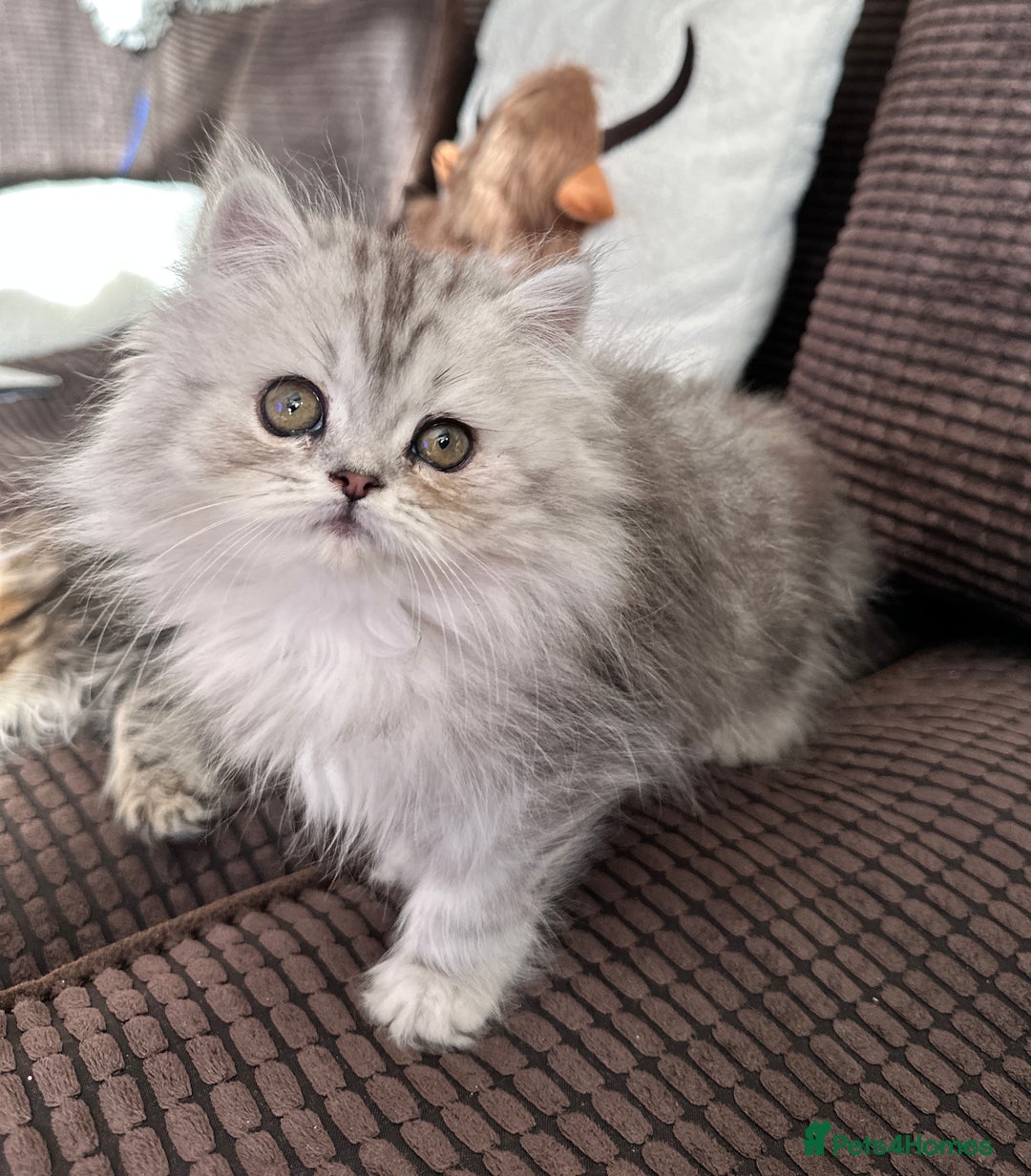 Persian cats for sale: 4 cuddly, petite Persian girls💗 - Image 20