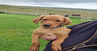 Labrador Retriever dogs - Advert 4