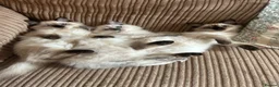 Ragdoll cats for sale: 😸🐾Pure Ragdoll kitties😸🐾 2 male & 1 female🐾😸 - Advert 26