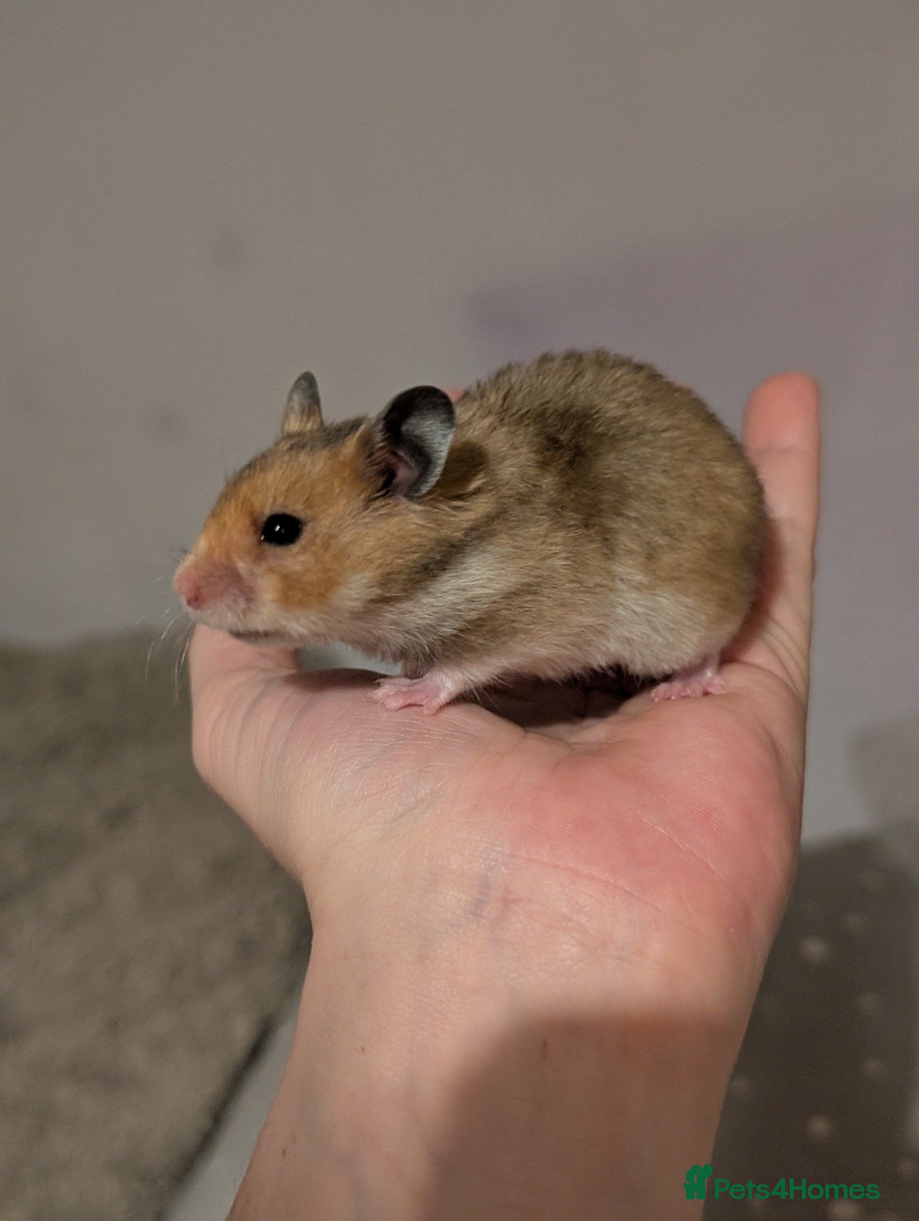 Hamster rodents Pedigree syrian hamsters  - Advert 23