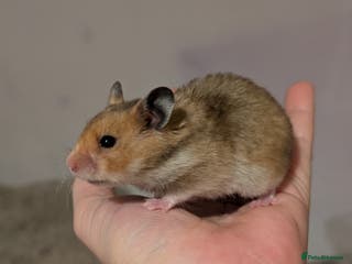 Hamster rodents Pedigree syrian hamsters - Advert 23