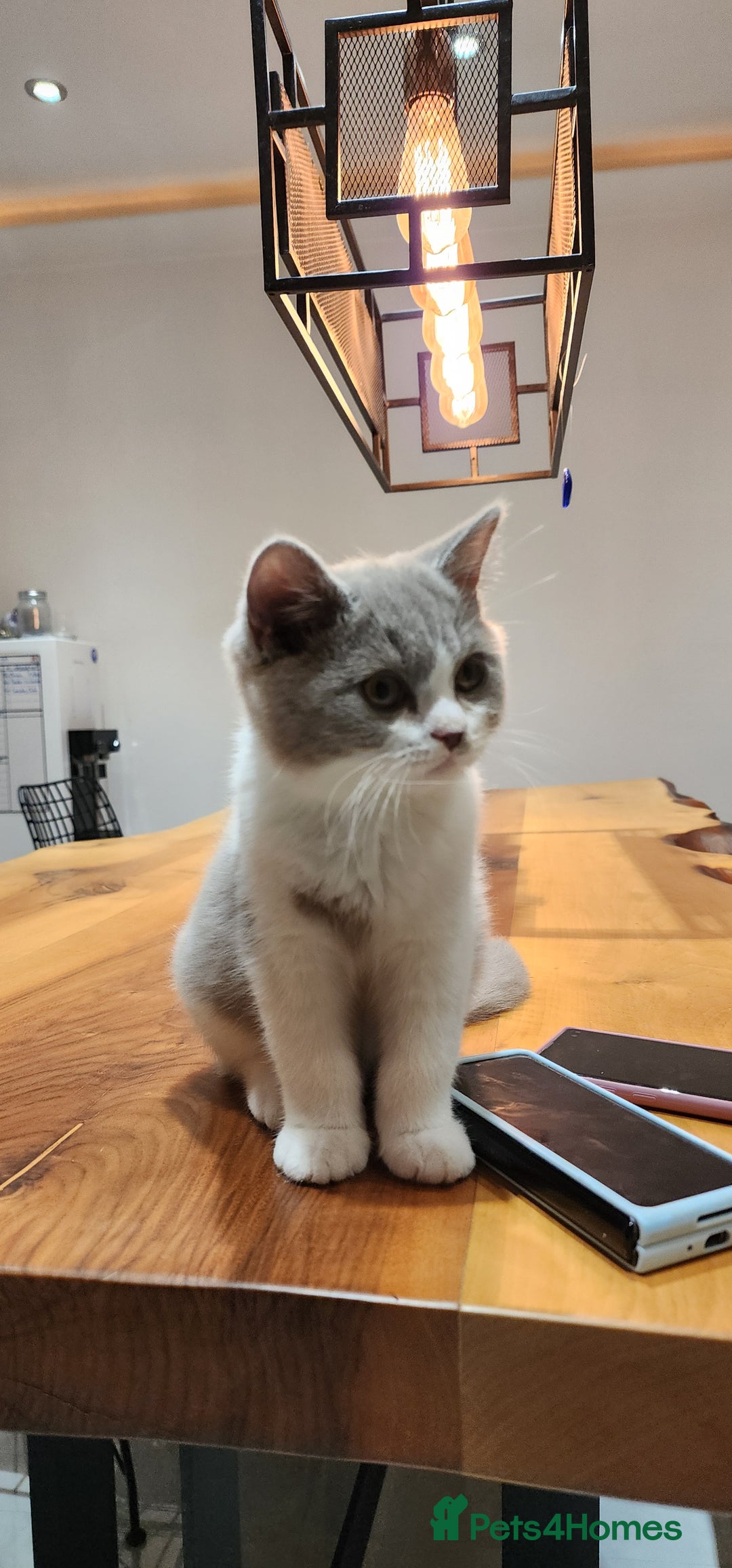 British Shorthair cats for sale:  Two Adorable Male Kittens 😸 ✨ - Image 12