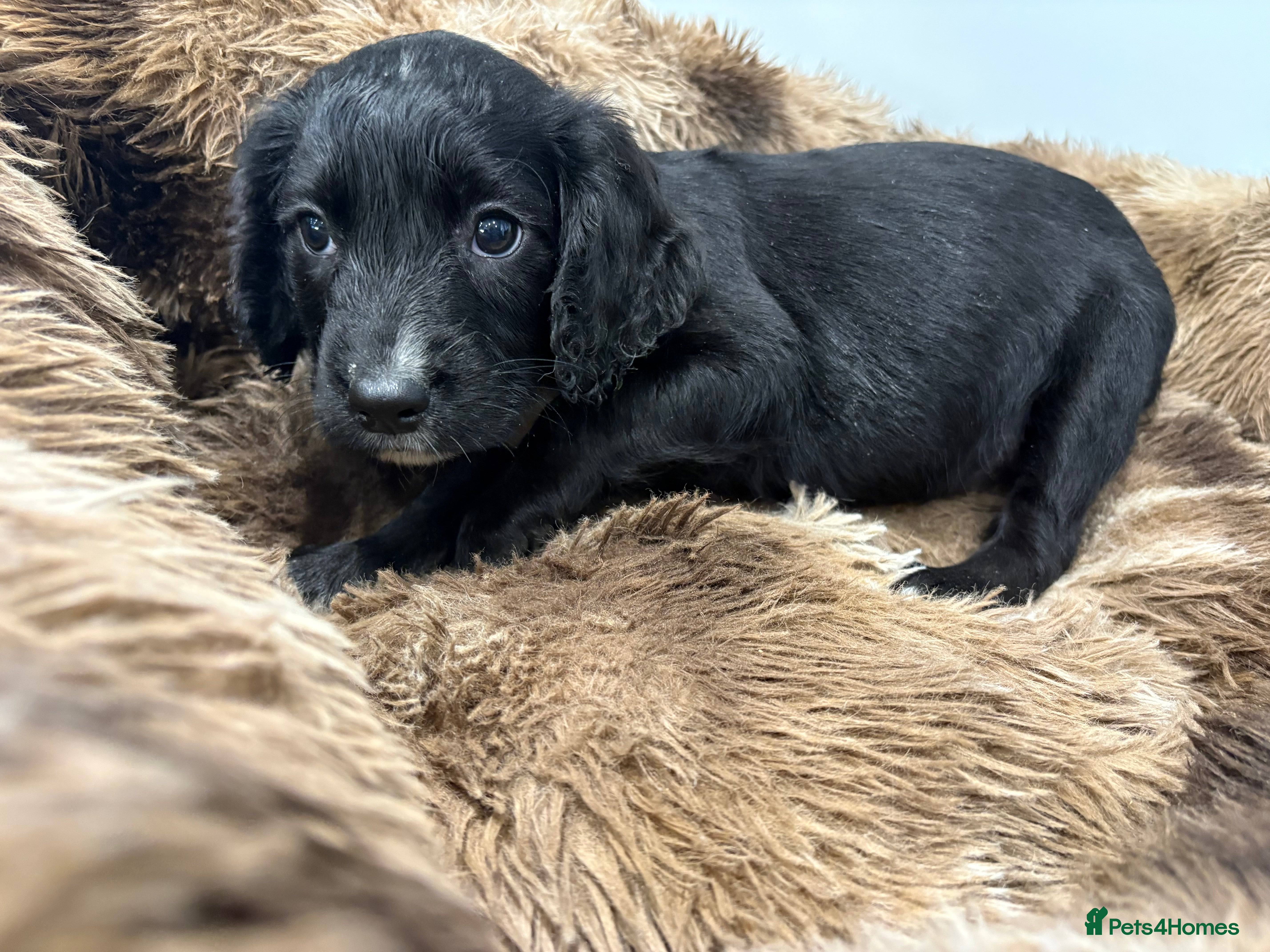 Cocker Spaniel dogs Working Cocker Spaniel Puppies - Advert 2
