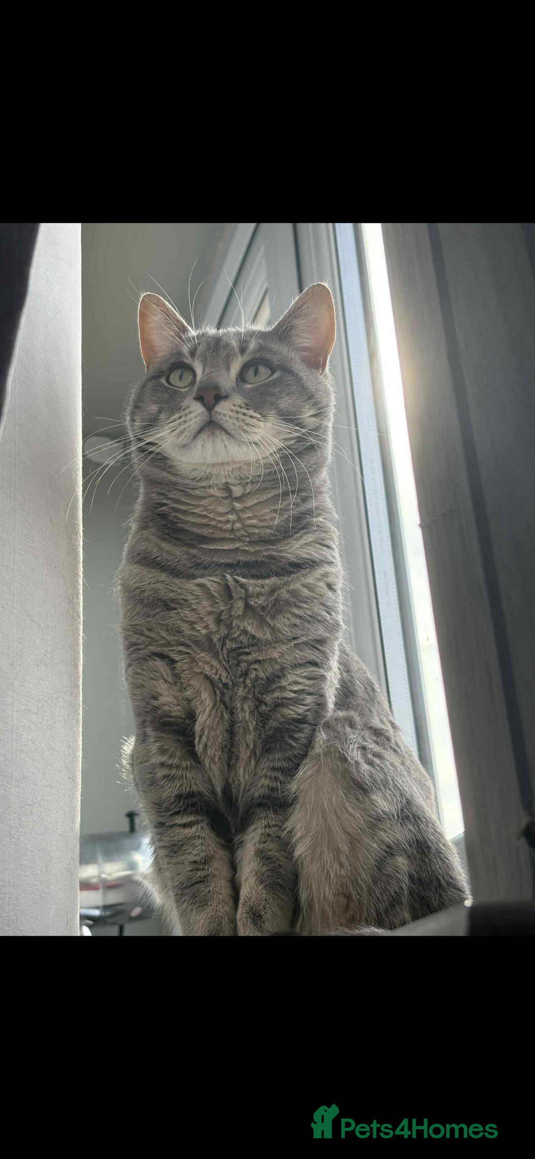 Mixed Breed cats for sale: Boris for rehoming (free) - Advert 2