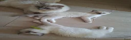 Ragdoll cats for sale: Male Ragdoll kittens  - Advert 8