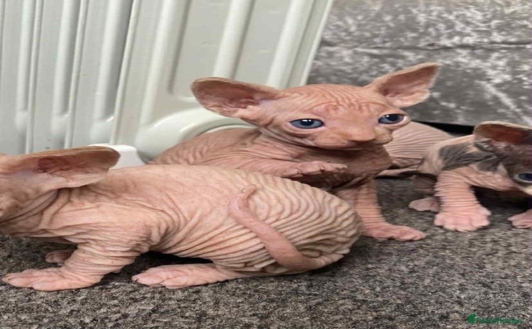 Sphynx cats - Advert 2