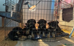 Rottweiler dogs for stud: Rottweiler Male For Stud - Image 5
