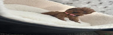 Cavapoo Puppy 5