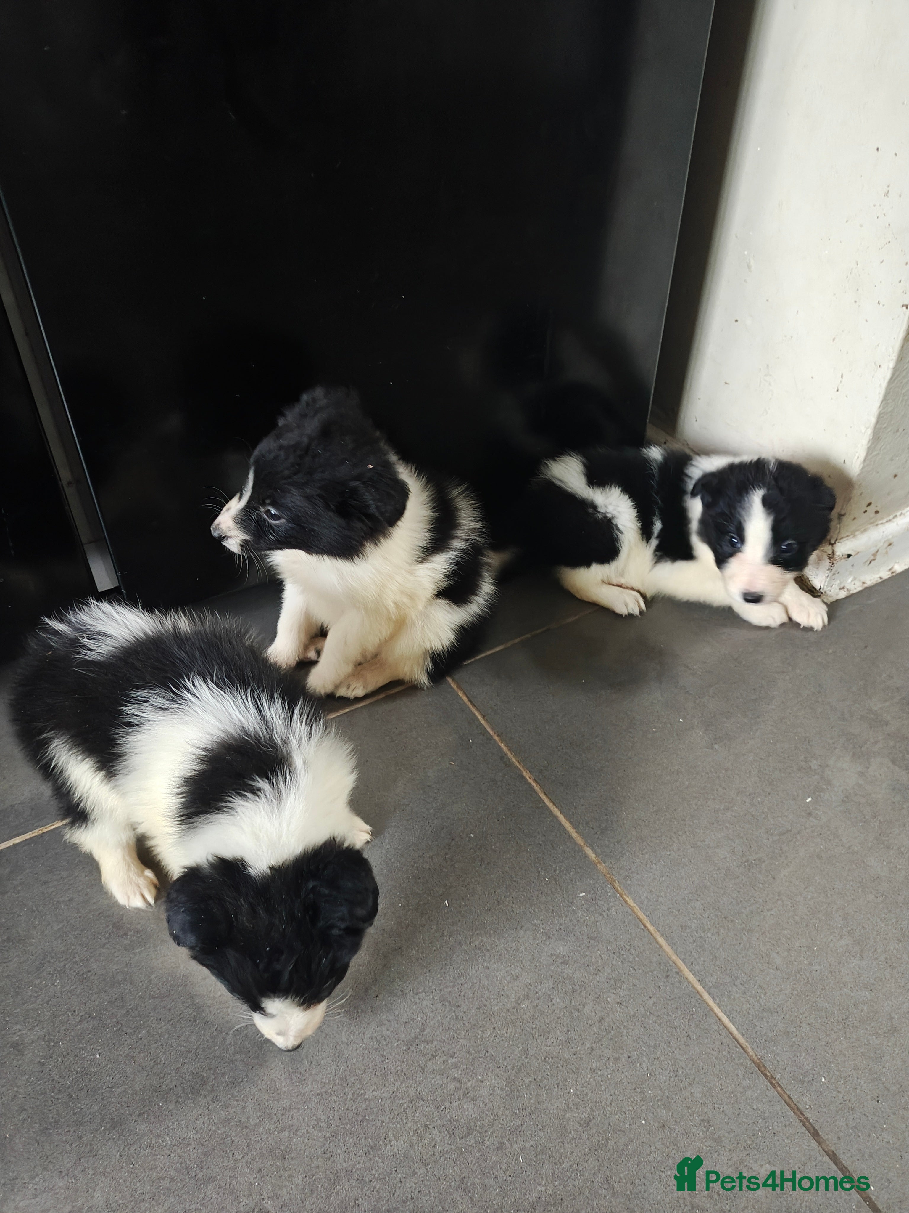 Border Collie dogs Border collie pups  - Advert 1