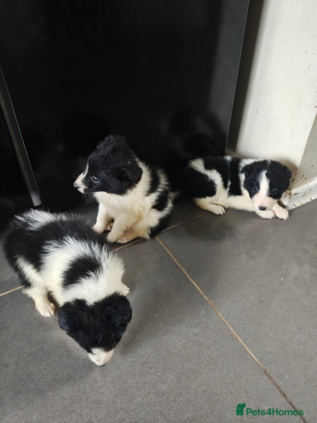 Border Collie dogs for sale: Border collie pups  - Advert 1