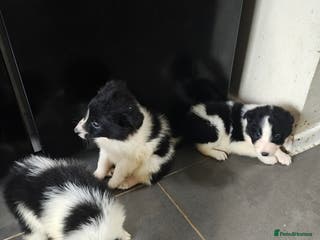 Border Collie dogs Border collie pups - Advert 1