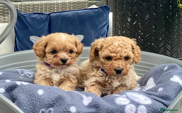 Cavachon dogs - Advert 5