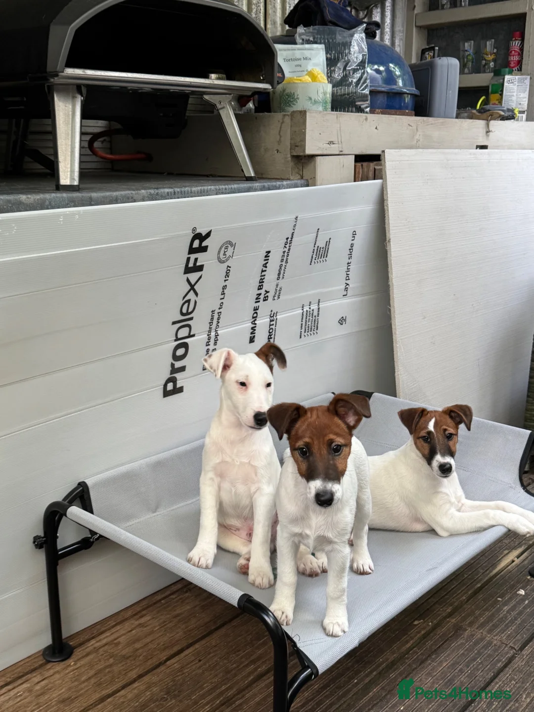 Fox Terrier dogs for sale: Pickle  in Braintree - Advert 6