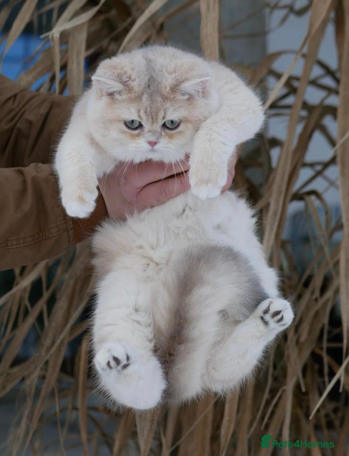 British Shorthair cats Exquisite blue golden import stud - Advert 1