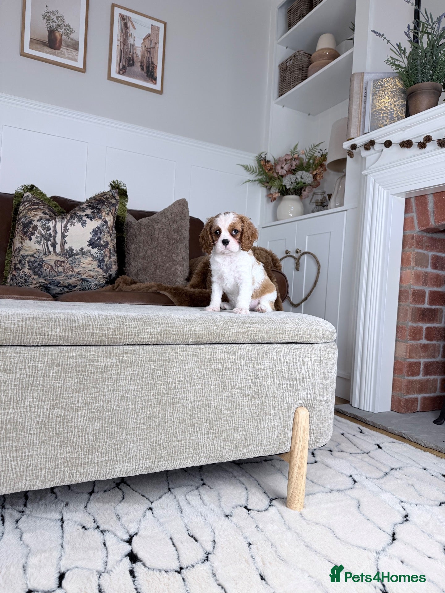 Cavalier King Charles Spaniel dogs Ready now, KC Cavalier King Charles Spaniel MALE.  - Advert 2