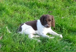 English Springer Spaniel dogs Gorgeous English Springer Spaniel Puppies - Advert 11