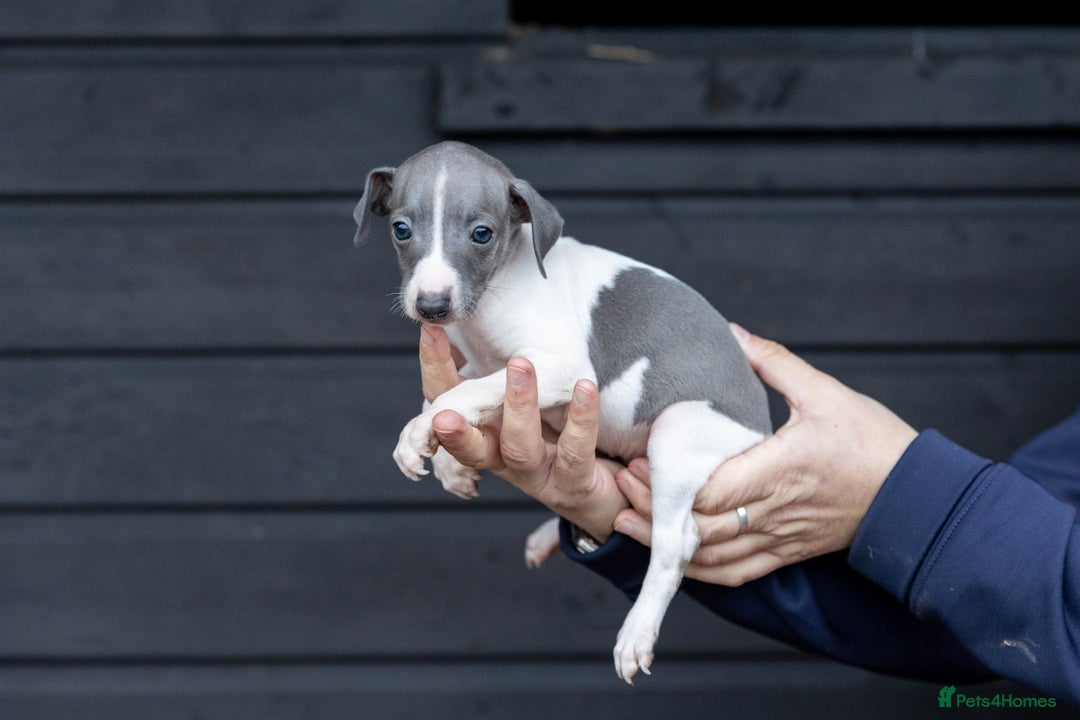 Italian Greyhound dogs for sale: READY TO GO IN 5 DAYS  - Advert 31