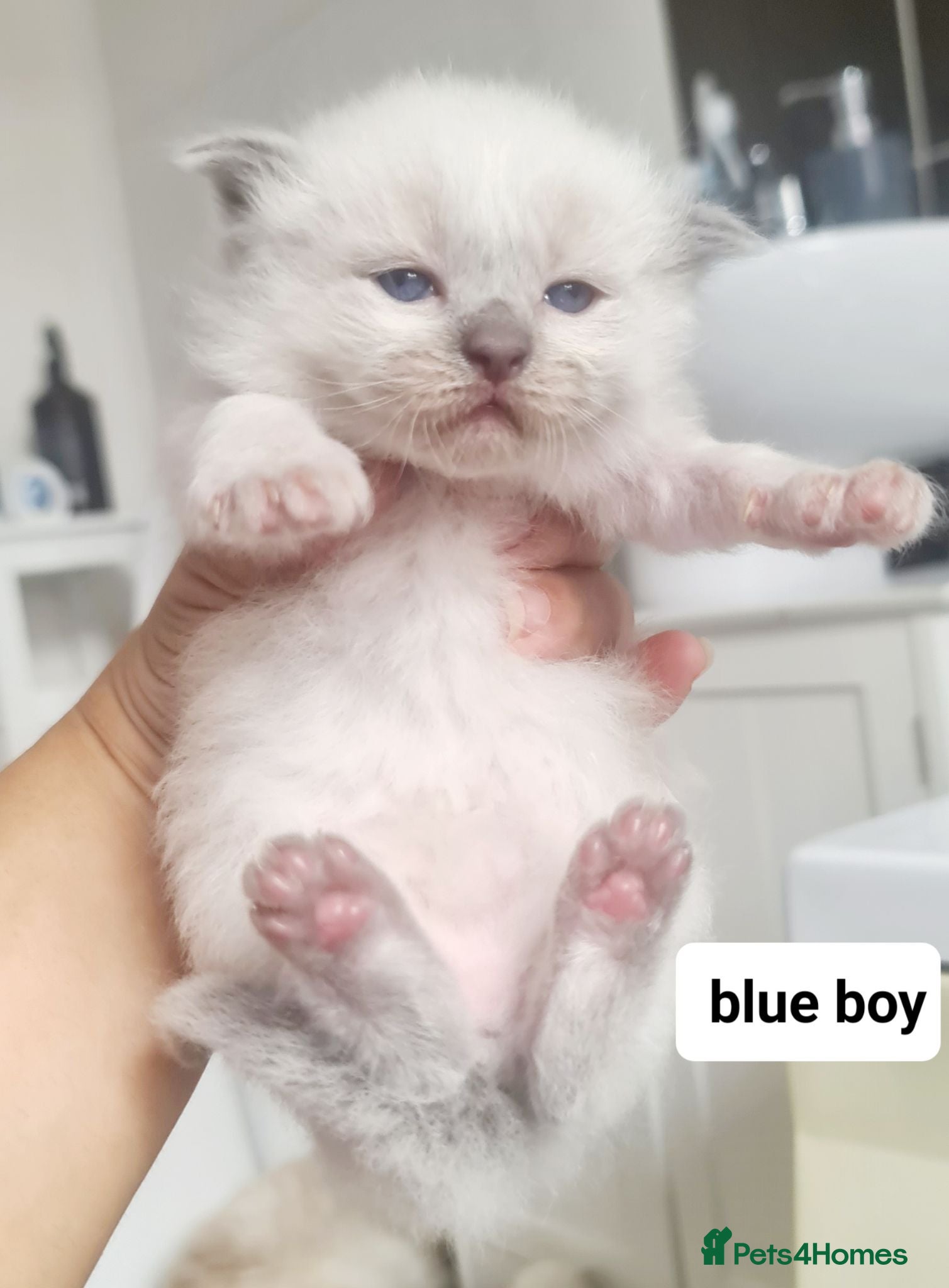 Ragdoll cats Ragdoll kittens for sale  - Advert 1