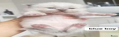 Ragdoll 1