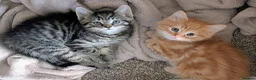 Mixed Breed cats for sale: Gorgeous fluffy tabby kittens! - Advert 1