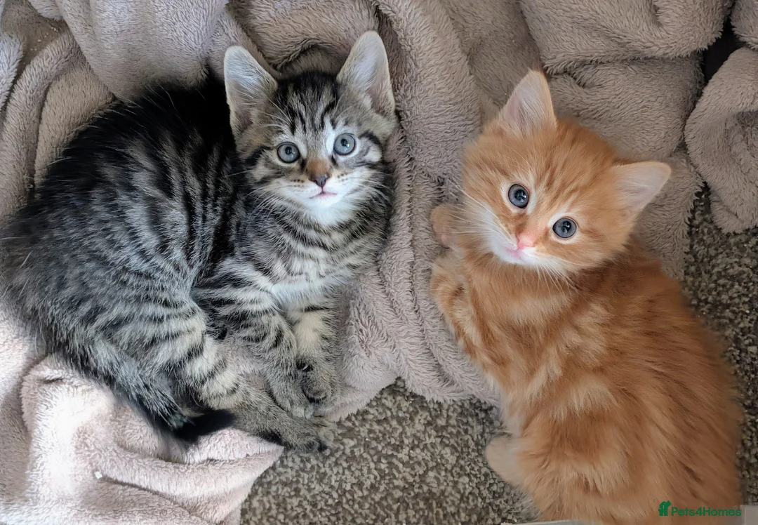 Mixed Breed cats for sale: Gorgeous fluffy tabby kittens! - Advert 1