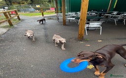 Mixed Breed dogs for sale: Weimaraner x lab puppies  - Image 4