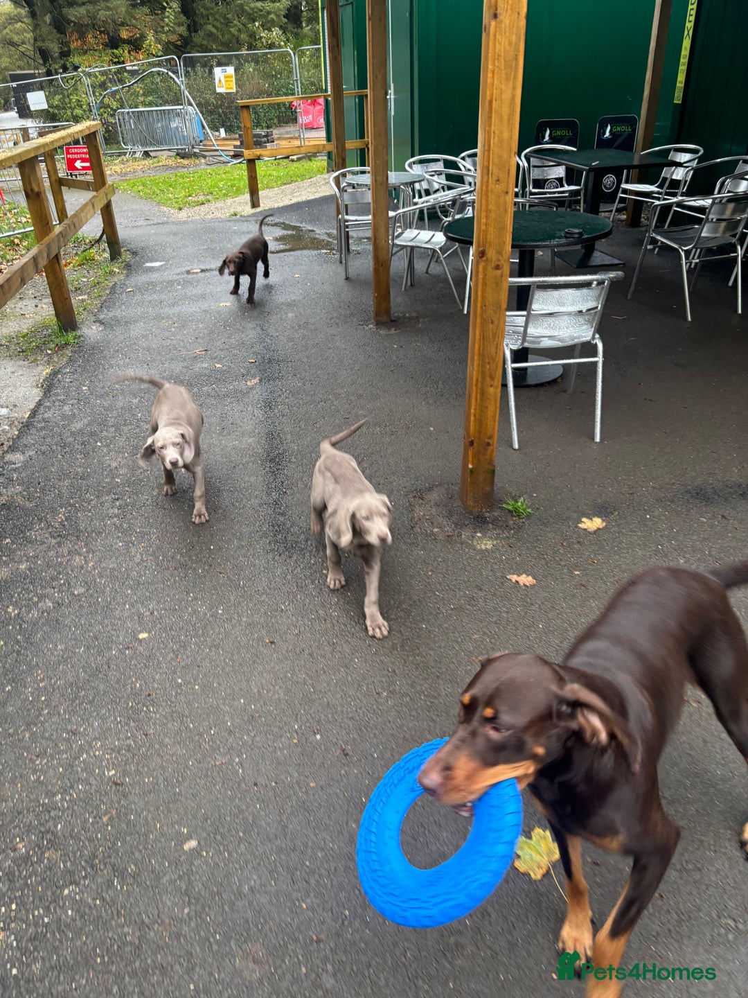 Mixed Breed dogs for sale: Weimaraner x lab puppies  - Image 4