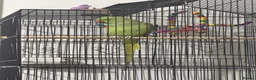 Parrots birds for sale: Indian Ringneck parrot in Hemel Hempstead - Advert 4