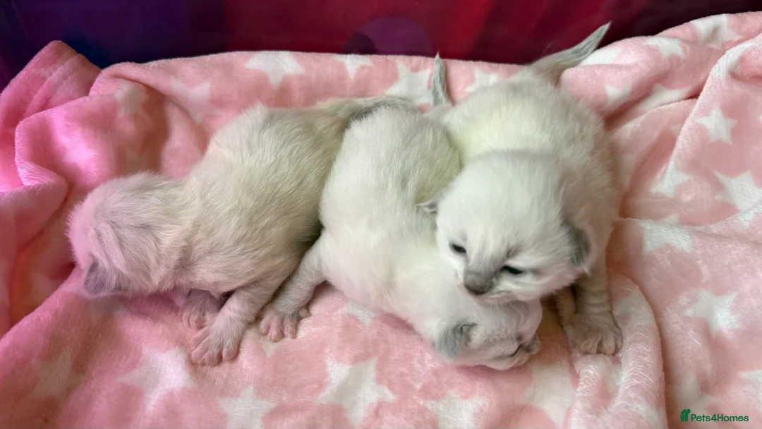 Ragdoll cats for sale: Stunning Blue Colourpoint Mitted female kittens - Advert 8