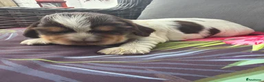 Cocker Spaniel 1