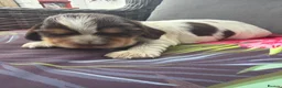 Cocker Spaniel dogs for sale: Show cocker spaniel pups - Advert 29