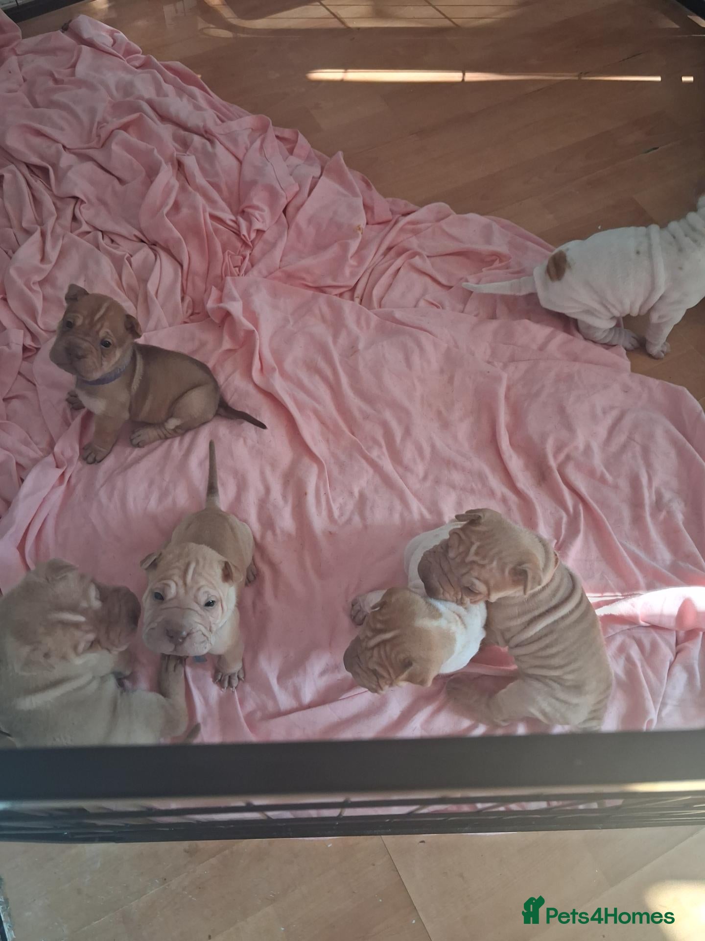 Shar Pei dogs Beautiful puppies ( shar pei) - Advert 2