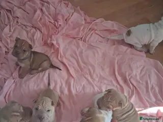 Shar Pei dogs Beautiful puppies ( shar pei) - Advert 5