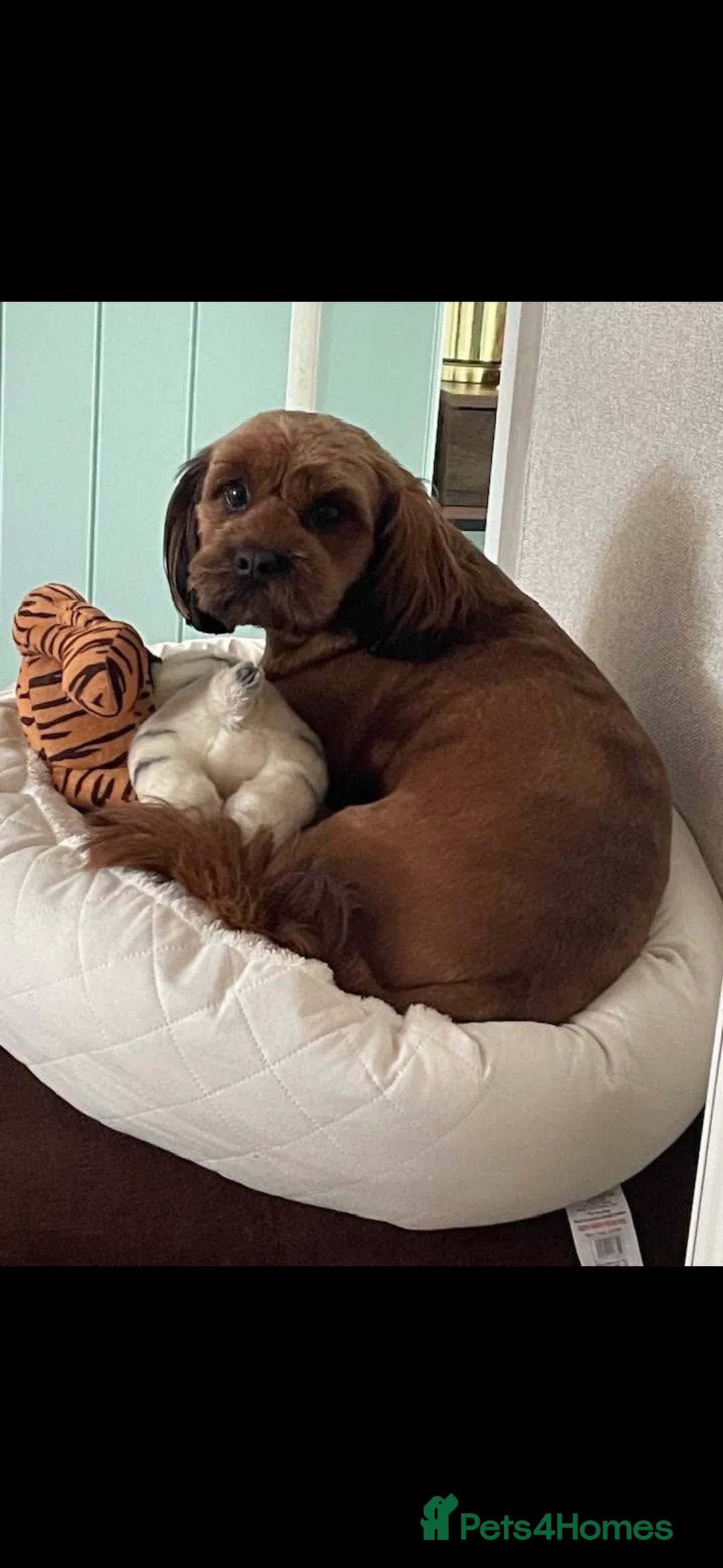 Cavapoo dogs for sale: Beautiful litter of f2 cavapoo puppies  in Rochdale - Advert 15