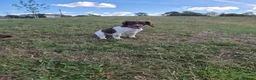 Sprocker dogs for sale: 1 sprocker girl for sale  - Advert 3