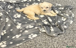 Cockapoo dogs for sale: F1B cockapoo - Image 14