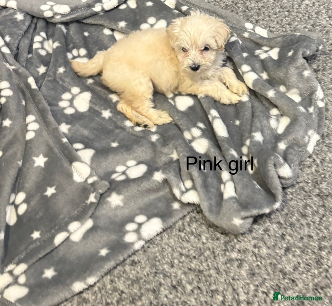 Cockapoo dogs for sale: F1B cockapoo - Image 14