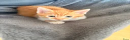 Mixed Breed cats for sale: 2 male kittens available now £100 - Advert 10
