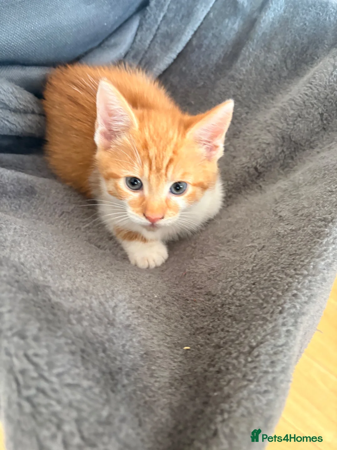 Mixed Breed cats for sale: 2 male kittens available now £100 - Advert 10